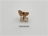 藏品(波灰蝶)的圖片